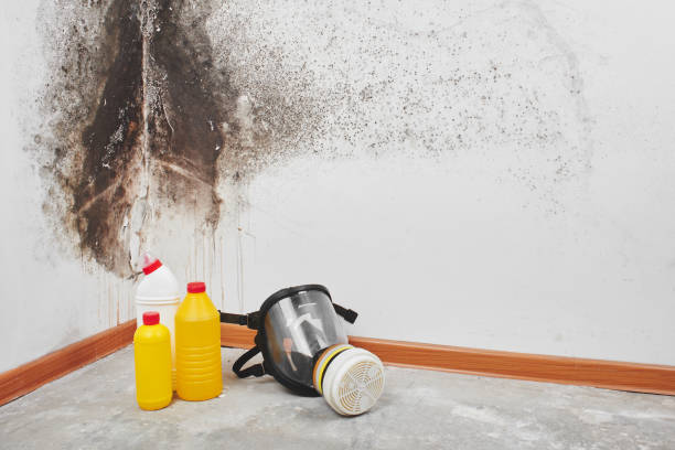 Professional Mold Removal in Girardville, PA