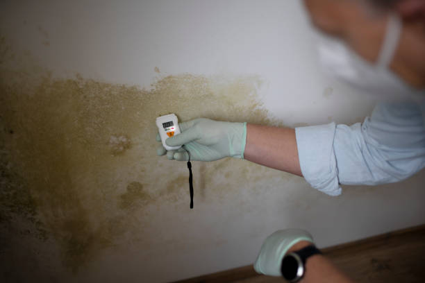 Best Best Mold Removal Companies  in Girardville, PA