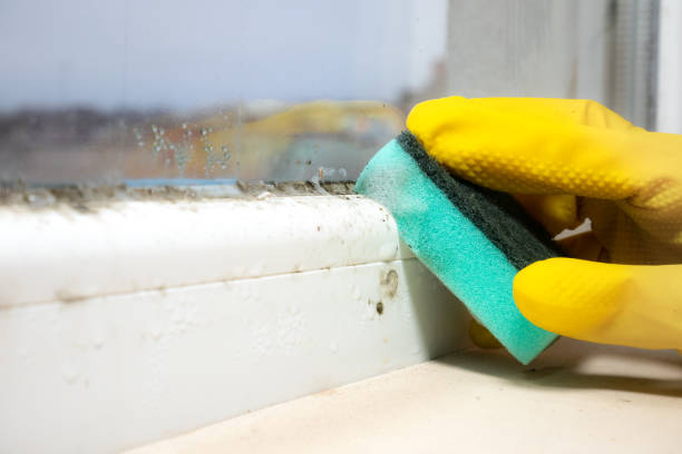 Best Commercial Mold Removal  in Girardville, PA
