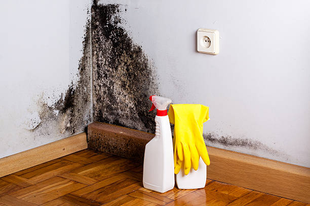 Best Crawl Space Mold Removal  in Girardville, PA