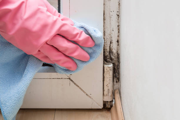 Best Local Mold Removal Service  in Girardville, PA