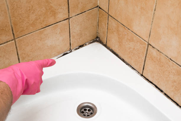 Best Local Mold Removal Service  in Girardville, PA
